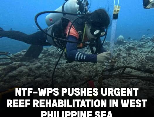 NTF-WPS Backs Reef Rehabilitation in Wake of Environmental Damage In West Philippine Sea