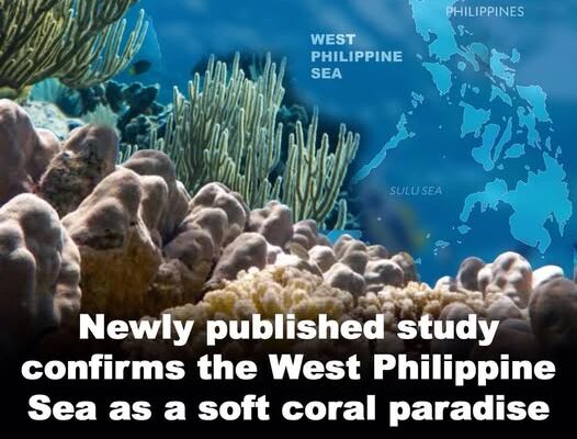 West Philippine Sea And Benham Bank: Global Coral Hotspots Worth Protecting